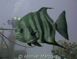 Atlantic Spadefish, JBK Barge, St. Thomas by Abimael Márquez 